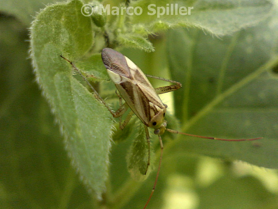 Adelphocoris lineolatus